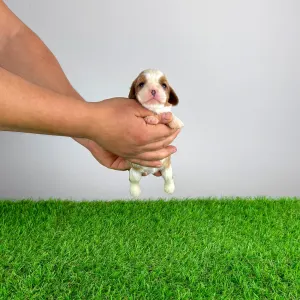 Cavalier King Charles Spaniel - Frida