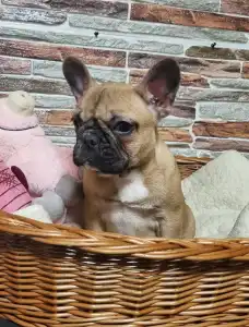 French Bulldog - Gemma