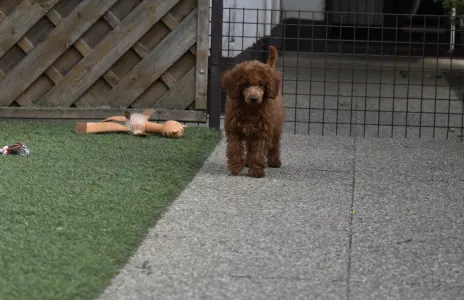 Caniche Nain - Bravados Azur