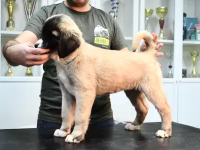 Central Asia Shepherd Dog - Jenke
