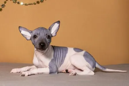 American Hairless Terrier - Astrea Light