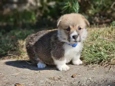 Welsh Corgi Pembroke - Lenox 