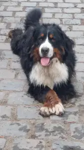 Bernský salašnický pes - Eddie