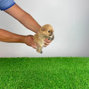 Pomeranian - Olena