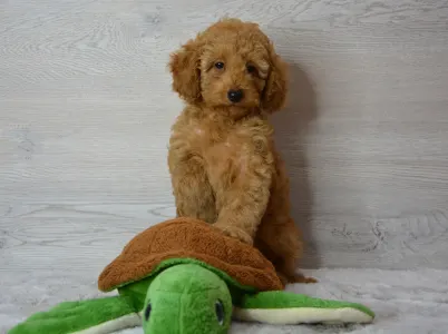 Poodle Miniature - Rebby