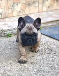 Buldog francuski - Wendy