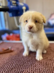 Border collie - Red Boy 3.