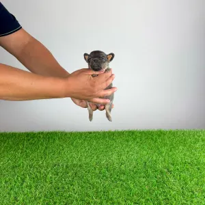 Chihuahua - Ossy