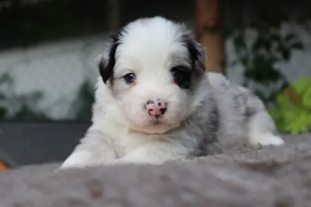 Border Collie - Banduren Border Flow