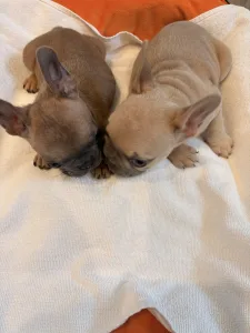 Französische Bulldogge - Baby Girl