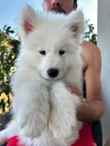 Samoyède - Alfonz