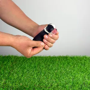 Boston Terrier - Hans