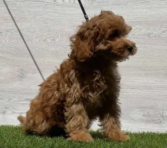 Cavapoo - Noki