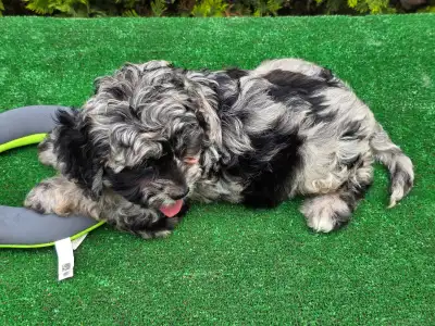 Cavapoo - Merida
