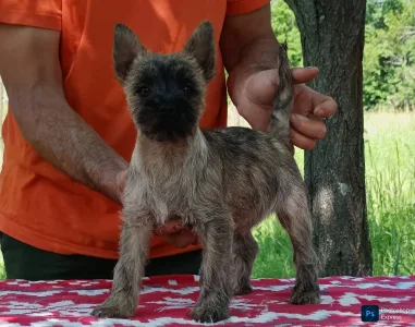 Cairn Terrier - Gilia