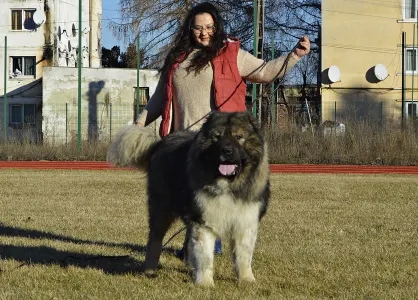 Caucasian Shepherd Dog - Sagir Russtil K.o.