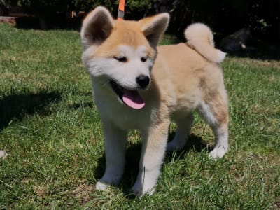 Akita Inu - Mio Yanagi No Tani