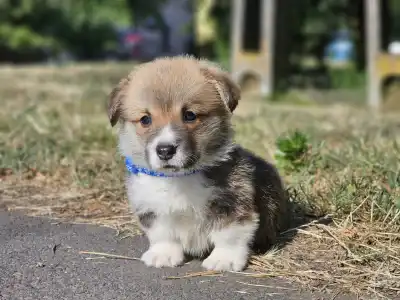 Welsh Corgi Pembroke - Lenox 
