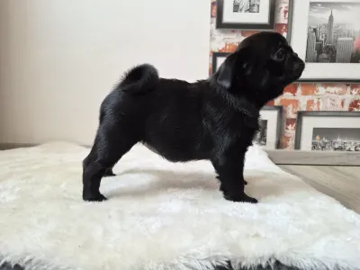 Pug - Queen Bee