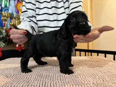 Angol Cocker spániel - Gucci