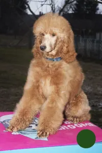 Poodle Standard - Johann Prestige