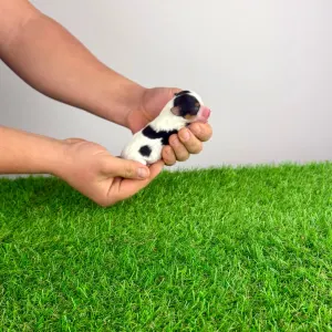 Biewer teriér - Oliver