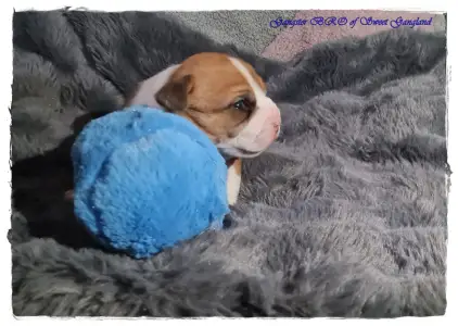 American Staffordshire Terrier - Gangster Bro