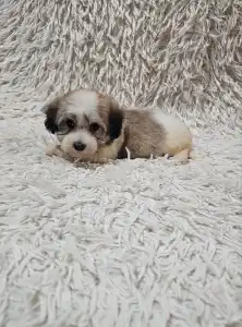 Havanese - Maggie