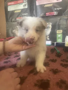Border Collie - Red Merle Kan