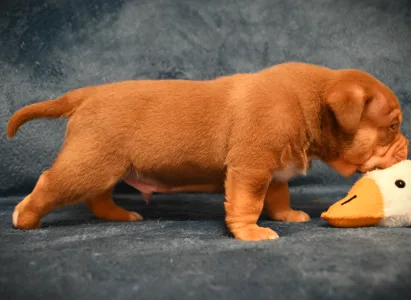 Amerikai Bully - Pocket - Winnie