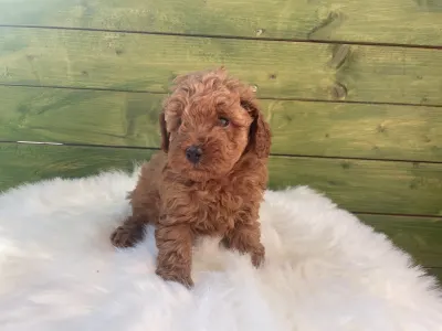 Poodle Miniature - Roxy