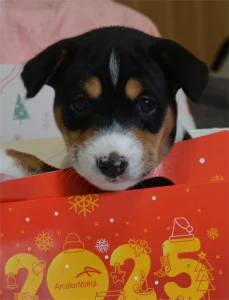 Basenji - Boy 3 Trikolor Name- Perfect Check 