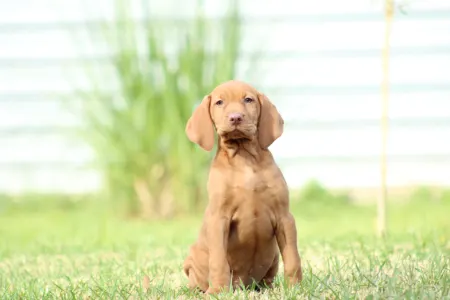 Hungarian Short-haired Vizsla - Repcsi