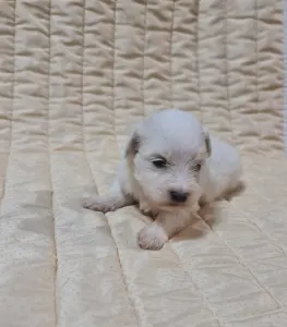 Coton de Tulear - Teo