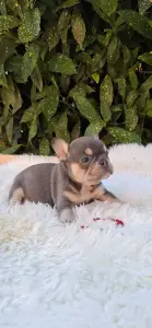 Bulldog francese - Dottie