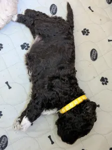 Lagotto romagnolo - Ürömi Szarvasgombász Jozefin