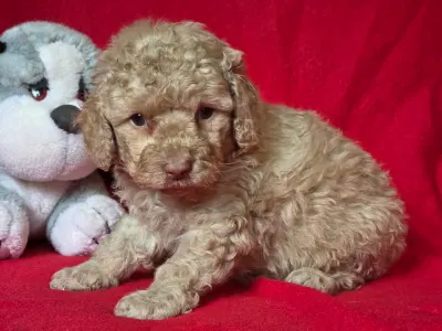 Cavapoo - Mia