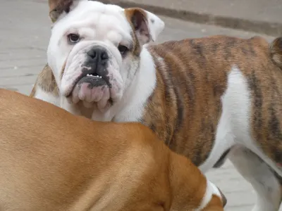 Englische Bulldogge - Sandro