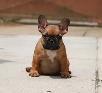 Bulldog francese - Elton