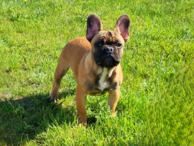 Französische Bulldogge - Freddie