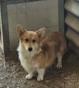 Welsh Corgi Pembroke - Botond