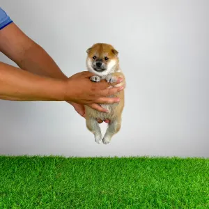 Shiba - Sachi
