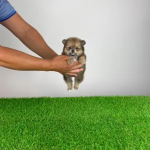 Pomeranian - Nancy