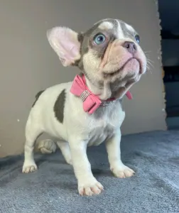 French Bulldog - Alise