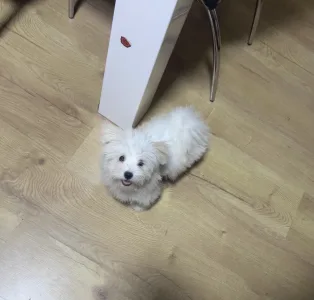 Coton de Tuléar - Bingo