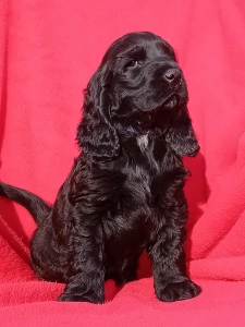 Cocker spaniel inglese - Magic