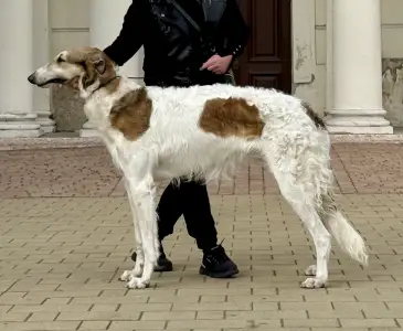 Orosz agár - Carskiy Favorit Vihr’ 