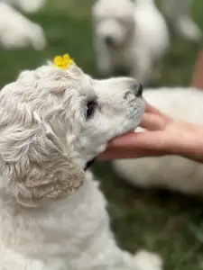 Poodle Standard - Giant Miracles Dzsenna Dance Of Magic