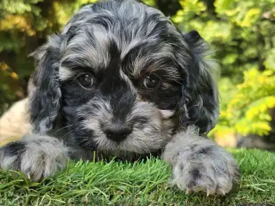 Cavapoo - Merida