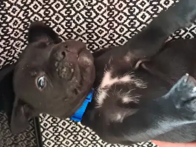 Cane Corso - Blaze